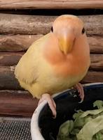 Agapornis Roseicollis dwergpapegaai te koop, Dieren en Toebehoren, Vogels | Parkieten en Papegaaien, Geslacht onbekend, Dwergpapegaai of Agapornis