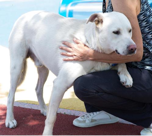 Teder  Miky met een groot, zacht hartje.  (2 jaar oud), Dieren en Toebehoren, Honden | Niet-rashonden, Groot, Reu, Particulier