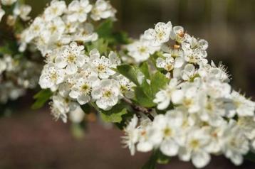 Crataegus monogyna Eenstijlige meidoorn haag natuurlijke heg beschikbaar voor biedingen