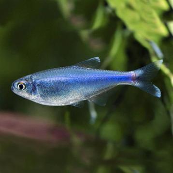 Te koop 5 blauwe tetra's beschikbaar voor biedingen