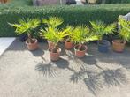 palmen Trachycarpus, Tuin en Terras, Planten | Tuinplanten, Ophalen of Verzenden, Zomer, Overige soorten, Volle zon