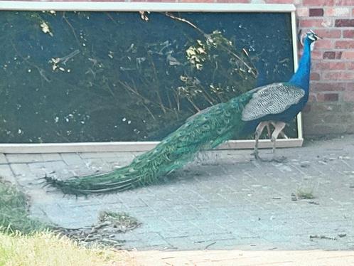 Pauw haan blauw, Dieren en Toebehoren, Pluimvee, Overige soorten, Mannelijk