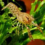 Cambarellus diminutus, Vis