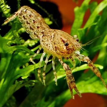 Cambarellus diminutus beschikbaar voor biedingen