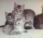 Europees korthaar Kitten gezocht omgeving utrecht, Poes