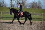 16 jarige fries merrie top en top braaf 163 correct gezond, Ruin, 160 tot 165 cm, Recreatiepaard, 7 tot 10 jaar