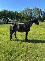 Brave en betrouwbare KWPN recreatie merrie, Dieren en Toebehoren, Paarden, Merrie, Gechipt, L, 160 tot 165 cm