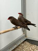 Koppels Sint Helena Fazantjes, Meerdere dieren, Tropenvogel