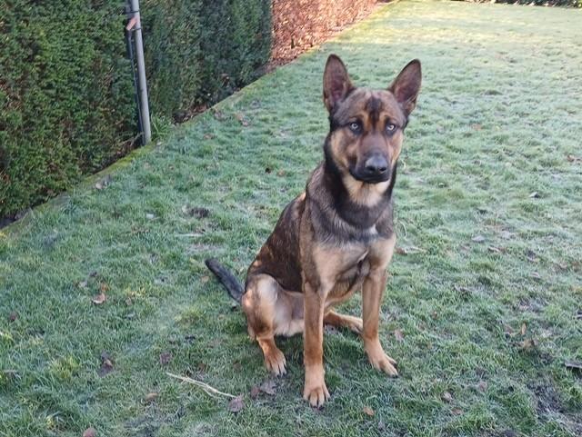 Dekreu  Mechelse x Hollandse Herder Knpv, Dieren en Toebehoren, Honden | Dekreuen, Reu, Particulier, Eén hond, Nederland, 1 tot 2 jaar