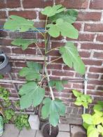 Vijgen boom, Ophalen, Vijgenboom