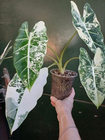 Alocasia Frydek Variegata knol beschikbaar voor biedingen