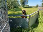 Prachtige Duitse herder teef uit KEURFOK  van 10 maanden, Rabiës (hondsdolheid), 15 weken tot 1 jaar, Teef, Meerdere