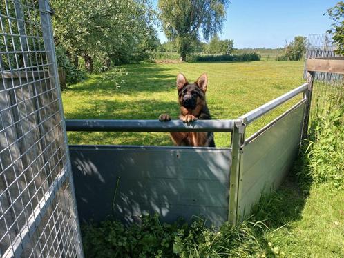 Prachtige Duitse herder teef uit KEURFOK  van 10 maanden, Dieren en Toebehoren, Honden | Herdershonden en Veedrijvers, Teef, Herder
