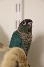 Jonge baby Pyrrhura´s | Div. Kleuren | Handtam | Getest, Dieren en Toebehoren, Vogels | Parkieten en Papegaaien, Meerdere dieren