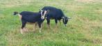 Twee dwerggeitjes, Dieren en Toebehoren, Schapen, Geiten en Varkens, Vrouwelijk, Geit, 0 tot 2 jaar
