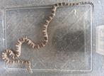 Anery rattenslang, Dieren en Toebehoren, Slang