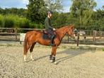 Geweldige klein paard/ E pony te koop, Dieren en Toebehoren, Merrie, Springpaard, Minder dan 160 cm, Zadelmak