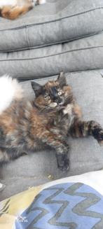 Prachtige Maine Coon kittens 😻😺💞💓🩵, Dieren en Toebehoren, Katten en Kittens | Raskatten | Langhaar, Meerdere dieren, Ontwormd