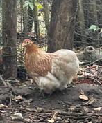 2 cochin kriel hennen van 2025 wit patrijs en gepareld, Dieren en Toebehoren, Pluimvee, Vrouwelijk, Kip