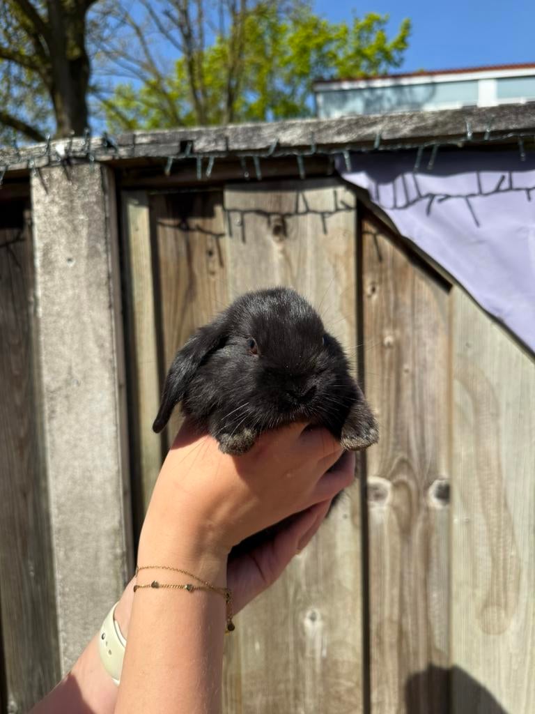 Babykonijn hangoor, Dieren en Toebehoren, Konijnen, Mannelijk, Hangoor