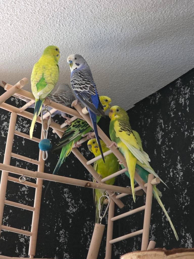 Vogel oppas uitgeest, Meerdere dieren, Parkiet