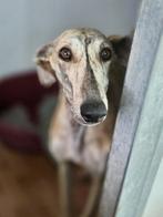 ACE: Ximena, haar uitstraling is zacht en vriendelijk, Dieren en Toebehoren, Particulier, Galgo, Buitenland, Teef