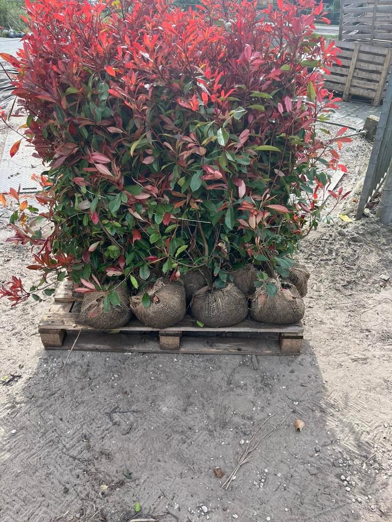 Photinia fraseri Red Robin - Glansmispel, Tuin en Terras, Ophalen, Halfschaduw, Overige soorten, Lente