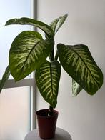 Grote Dieffenbachia kamerplant, 95 cm hoog, Huis en Inrichting, Kamerplanten, Ophalen, Overige soorten, Halfschaduw, In pot