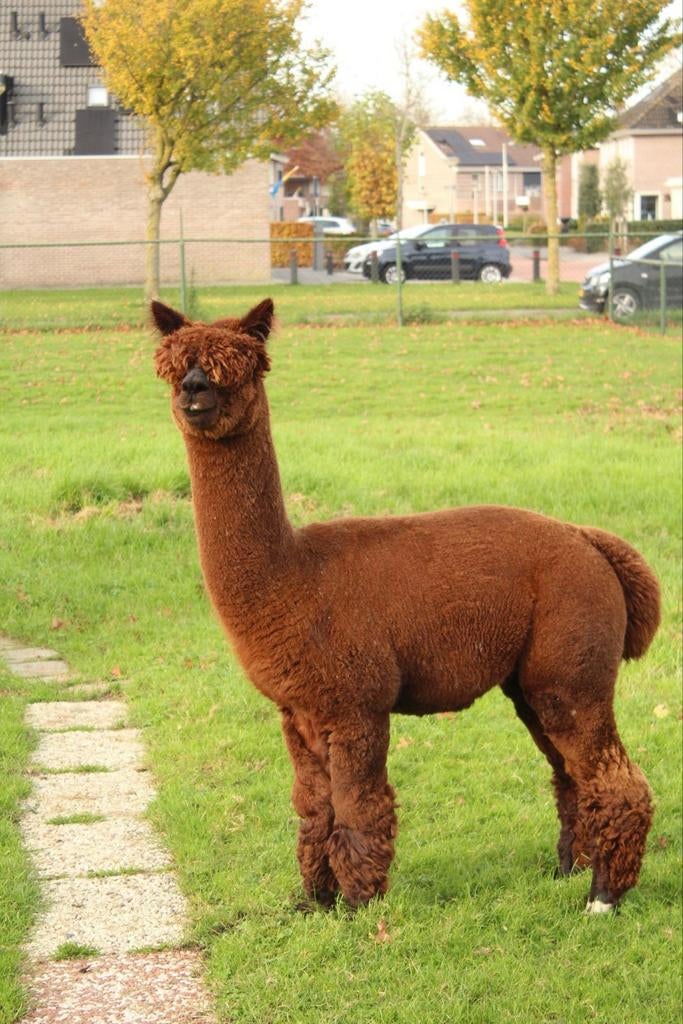 Alpaca Hengst, Dieren en Toebehoren, Overige Dieren, April, Mannelijk