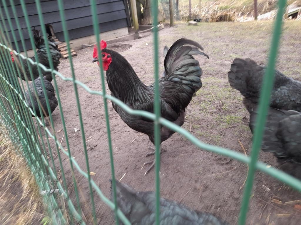 Hanen te koop (2stuks), Dieren en Toebehoren, Pluimvee