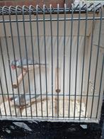 Rijstvogels zilver, Dieren en Toebehoren, Meerdere dieren