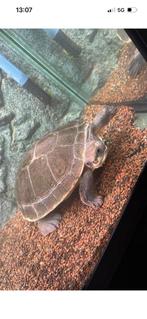 Elaeya branderhorsti, Dieren en Toebehoren, Reptielen en Amfibieën, Schildpad, 0 tot 2 jaar