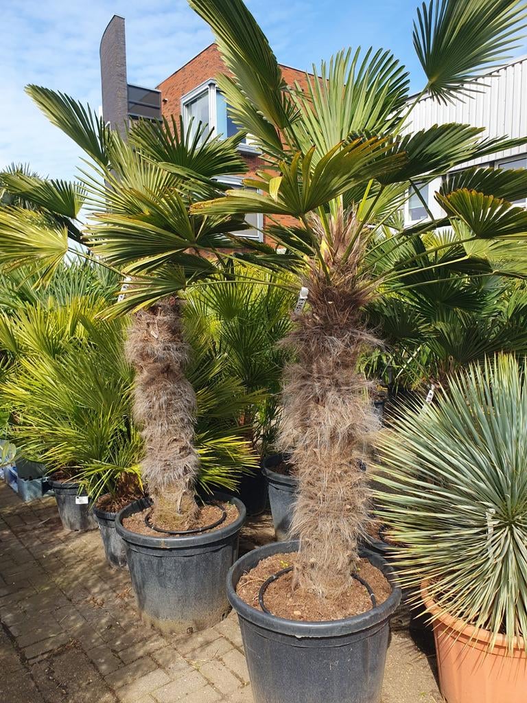 Trachycarpus wagnerianus, Lente, 100 tot 250 cm, Palmboom, Ophalen
