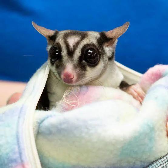 Sugar Glider gezocht, Hobby en Vrije tijd, Gezelschapsspellen | Bordspellen, Ophalen of Verzenden