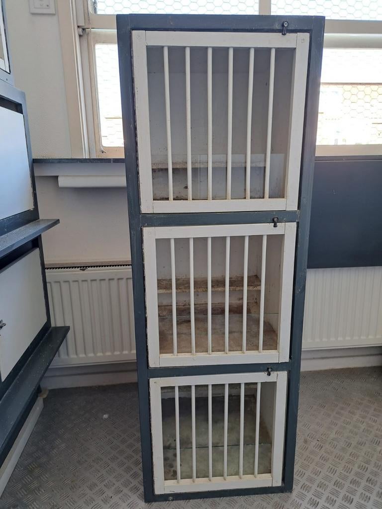 Licht hok kroppers, Postduif