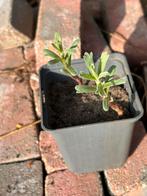 Dragon: Keukenkruid met zoete anijssmaak voor Franse keuken, Ophalen, Kruiden