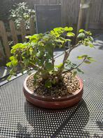 Plectrantus, bonsai (indoor mint), Ophalen, Halfschaduw, In pot, Minder dan 100 cm
