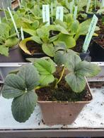 Aardbei Korona, Tuin en Terras, Planten | Tuinplanten, Volle zon, Vaste plant, Zomer, Ophalen