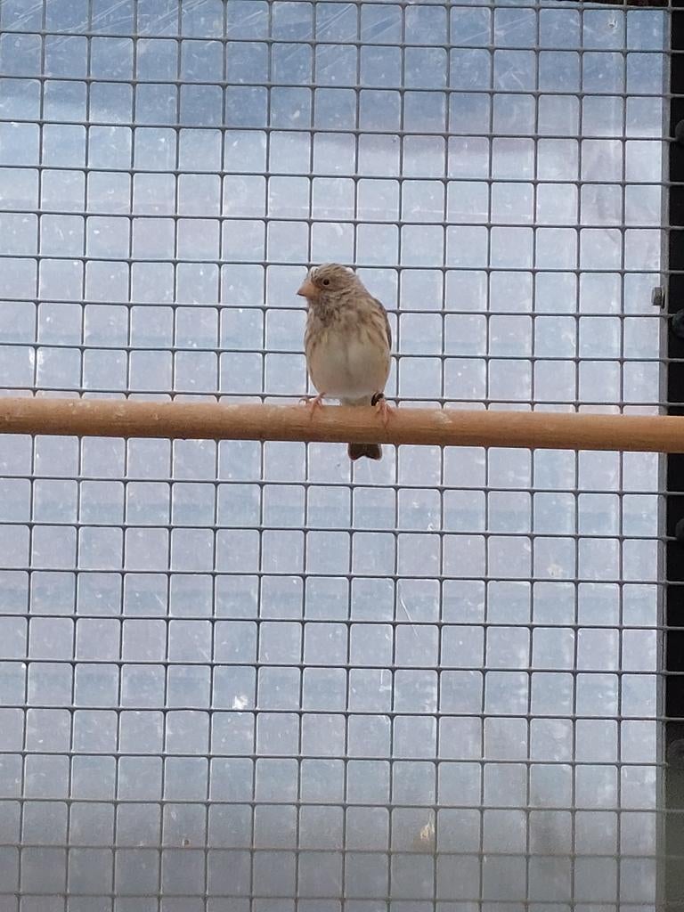 Edelzanger, Dieren en Toebehoren, Vogels | Overige Vogels, Vrouwelijk, Geringd