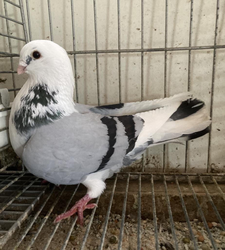 Blauw-bonte doffer - sierduif - tuimelaar – hoogvlieger., Dieren en Toebehoren, Mannelijk, Overige soorten