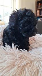 Toy poedel pups, Dieren en Toebehoren, Poedel, 8 tot 15 weken, Parvo, Meerdere