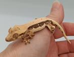Wimpergekko Lilly white poss 0.1, Dieren en Toebehoren, Reptielen en Amfibieën, Hagedis, 0 tot 2 jaar