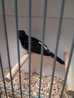 Shamalijster man 2025, Mannelijk, Geringd