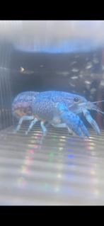 Blauwe florida kreeftjes, Vis