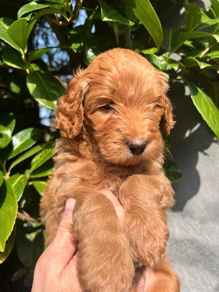 Goldendoodle / Labradoodle Pups, Dieren en Toebehoren, Honden | Retrievers, Spaniëls en Waterhonden, Meerdere dieren, Overige rassen