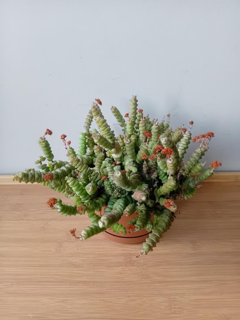 Crassula hottentot 25cm, Ophalen, Vetplant, Halfschaduw, In pot