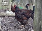 Barnevelders, 6 hobbykippen en een haan, Meerdere dieren, Kip