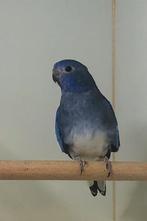 Gezocht Witborst Blauw Splendid Pop, Dieren en Toebehoren, Vrouwelijk, Parkiet