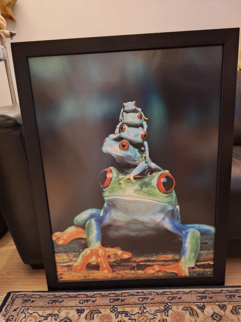 Poster met kikkers in stevige zwart houten lijst 67x87 cm., Antiek en Kunst, Kunst | Schilderijen | Klassiek, Ophalen