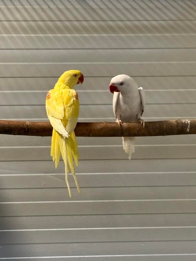 1-1 Grote Alexander Albino x Lutino, Meerdere dieren, Parkiet, Geringd